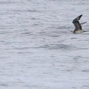 Parasitic Jaeger